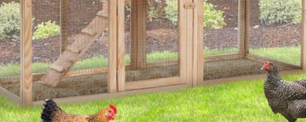 poules
